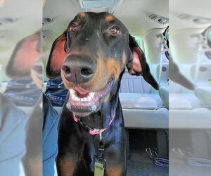 Doberman Pinscher Dogs for adoption in Omaha, NE, USA