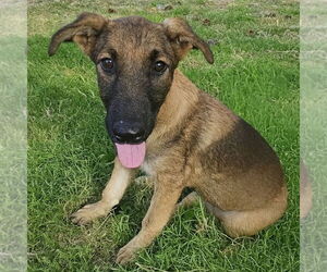 Mutt Dogs for adoption in Vail, AZ, USA