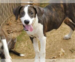 Labrador Retriever-Plott Hound Mix Dogs for adoption in Tallahassee, FL, USA