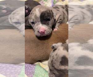 Mutt Dogs for adoption in Binghamton, NY, USA
