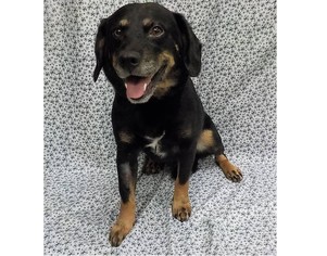 Medium Photo #1 Beagle-Unknown Mix Puppy For Sale in Hughesville, MD, USA
