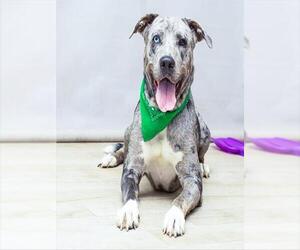 Catahoula Leopard Dog-Great Dane Mix Dogs for adoption in Sanford, FL, USA