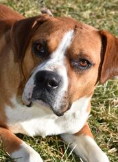 Boxer-Unknown Mix Dogs for adoption in Nashville, IN, USA