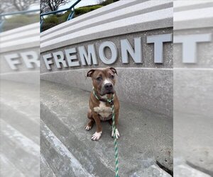American Pit Bull Terrier Dogs for adoption in Fremont, CA, USA