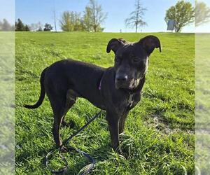 Doberman Pinscher-Unknown Mix Dogs for adoption in Louisville, KY, USA