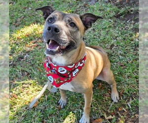 Black Mouth Cur Dogs for adoption in Ocala, FL, USA