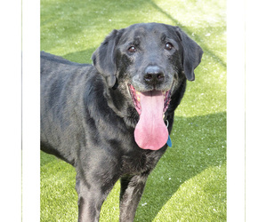 Labrador Retriever Dogs for adoption in Mason, MI, USA