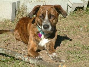 Bogle Dogs for adoption in Pensacola, FL, USA