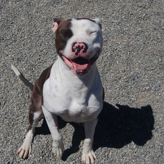 American Bulldog-Unknown Mix Dogs for adoption in Petaluma, CA, USA