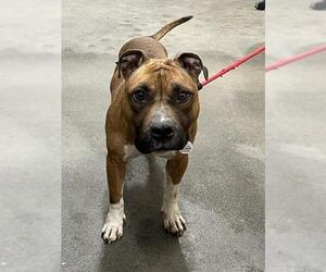 Mutt Dogs for adoption in Forestville, MD, USA