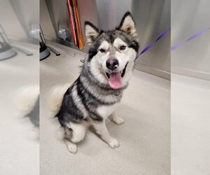 Alaskan Malamute Dogs for adoption in Fairbanks, AK, USA