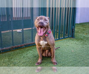 American Pit Bull Terrier Dogs for adoption in Pasadena, CA, USA
