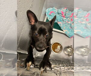 Medium Photo #2 Schipperke-Unknown Mix Puppy For Sale in Augusta, GA, USA