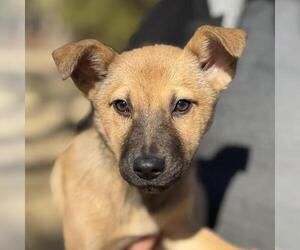 Mutt Dogs for adoption in Yardley, PA, USA