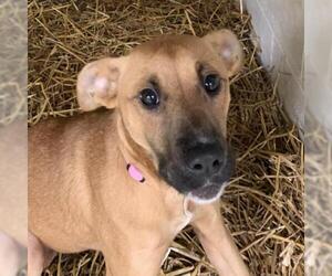 German Shepherd Dog Dogs for adoption in Zanesville, OH, USA