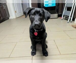 Labrador Retriever-Unknown Mix Dogs for adoption in Clovis, CA, USA