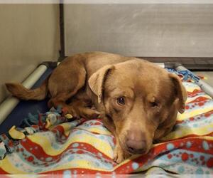 Chihuahua Dogs for adoption in Bakersfield, CA, USA