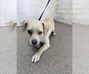 Chihuahua-Unknown Mix Dogs for adoption in San Bernardino, CA, USA