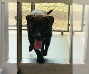 Labrador Retriever-Unknown Mix Dogs for adoption in Tallahassee, FL, USA