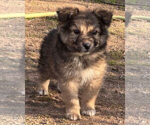 Border-Aussie Dogs for adoption in Lake Elsinore, CA, USA