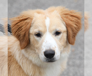 Australian Retriever Dogs for adoption in Huntley, IL, USA