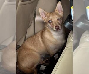 Mutt Dogs for adoption in Stockton, CA, USA