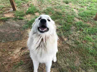 Great Pyrenees Dogs for adoption in Grovetown, GA, USA