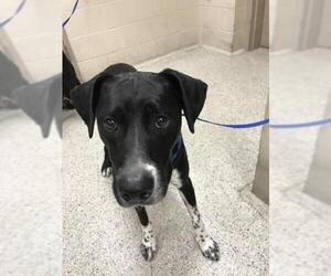 Labrador Retriever-Unknown Mix Dogs for adoption in Conroe, TX, USA