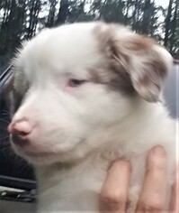 Australian Shepherd Dogs for adoption in Olalla, WA, USA