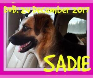 German Shepherd Dog Dogs for adoption in Sebec, ME, USA
