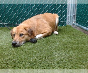 German Shepherd Dog-Unknown Mix Dogs for adoption in Downey, CA, USA