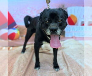 Chow Chow-Unknown Mix Dogs for adoption in Long Beach, CA, USA