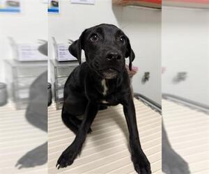 Labrador Retriever Dogs for adoption in Bakersfield, CA, USA