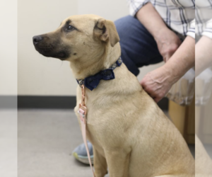 Black Mouth Cur-Unknown Mix Dogs for adoption in Rockaway, NJ, USA