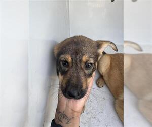 German Shepherd Dog-Unknown Mix Dogs for adoption in Houston, TX, USA