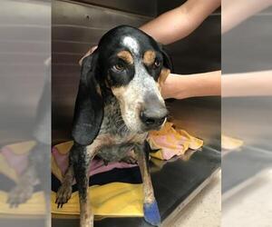 Bluetick Coonhound Dogs for adoption in Naples, FL, USA