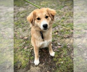 Golden Retriever-Unknown Mix Dogs for adoption in Murrells Inlet, SC, USA