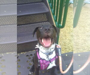 Labrador Retriever-Unknown Mix Dogs for adoption in The Woodlands, TX, USA