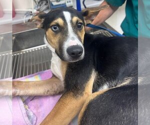 Labrador Retriever-Unknown Mix Dogs for adoption in San Diego, CA, USA