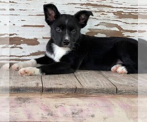 Border Collie-Unknown Mix Dogs for adoption in Carrollton, TX, USA