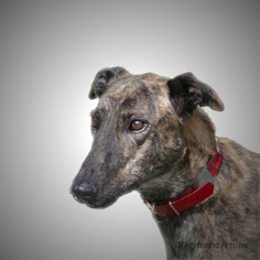 Medium Photo #1 Greyhound-Unknown Mix Puppy For Sale in Woodinville, WA, USA