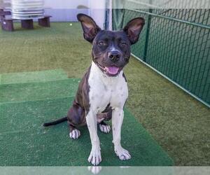 American Staffordshire Terrier-Dalmatian Mix Dogs for adoption in Pasadena, CA, USA