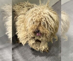 Poodle (Miniature)-Unknown Mix Dogs for adoption in Forestville, MD, USA