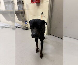 Rottweiler-Unknown Mix Dogs for adoption in Sanford, FL, USA