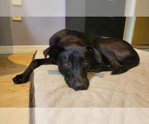 Sheprador Dogs for adoption in Tampa, FL, USA
