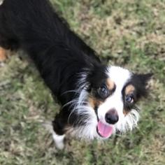Medium Photo #1 Australian Shepherd Puppy For Sale in Dallas, TX, USA