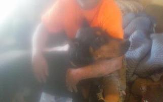 Doberman Pinscher Dogs for adoption in Newport, KY, USA