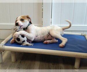 Beagle-Unknown Mix Dogs for adoption in Jenkintown, PA, USA