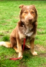 Australian Shepherd-Unknown Mix Dogs for adoption in Issaquah, WA, USA