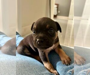 American Bulldog-Unknown Mix Dogs for adoption in miami, FL, USA